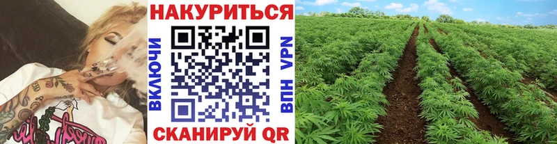 где найти наркотики  Свирск  Каннабис гибрид 